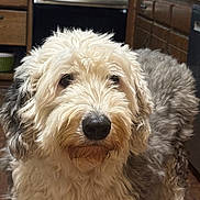 Jack joined the competition — help win amazing prizes! dog, dog_face, fluffy, white_fur, gray_fur, black_nose, brown_eyes, close_up, portrait, indoor, kitchen, stove, cabinets, countertop, wooden_floor, pet, whiskers, fur_texture, curious, standing