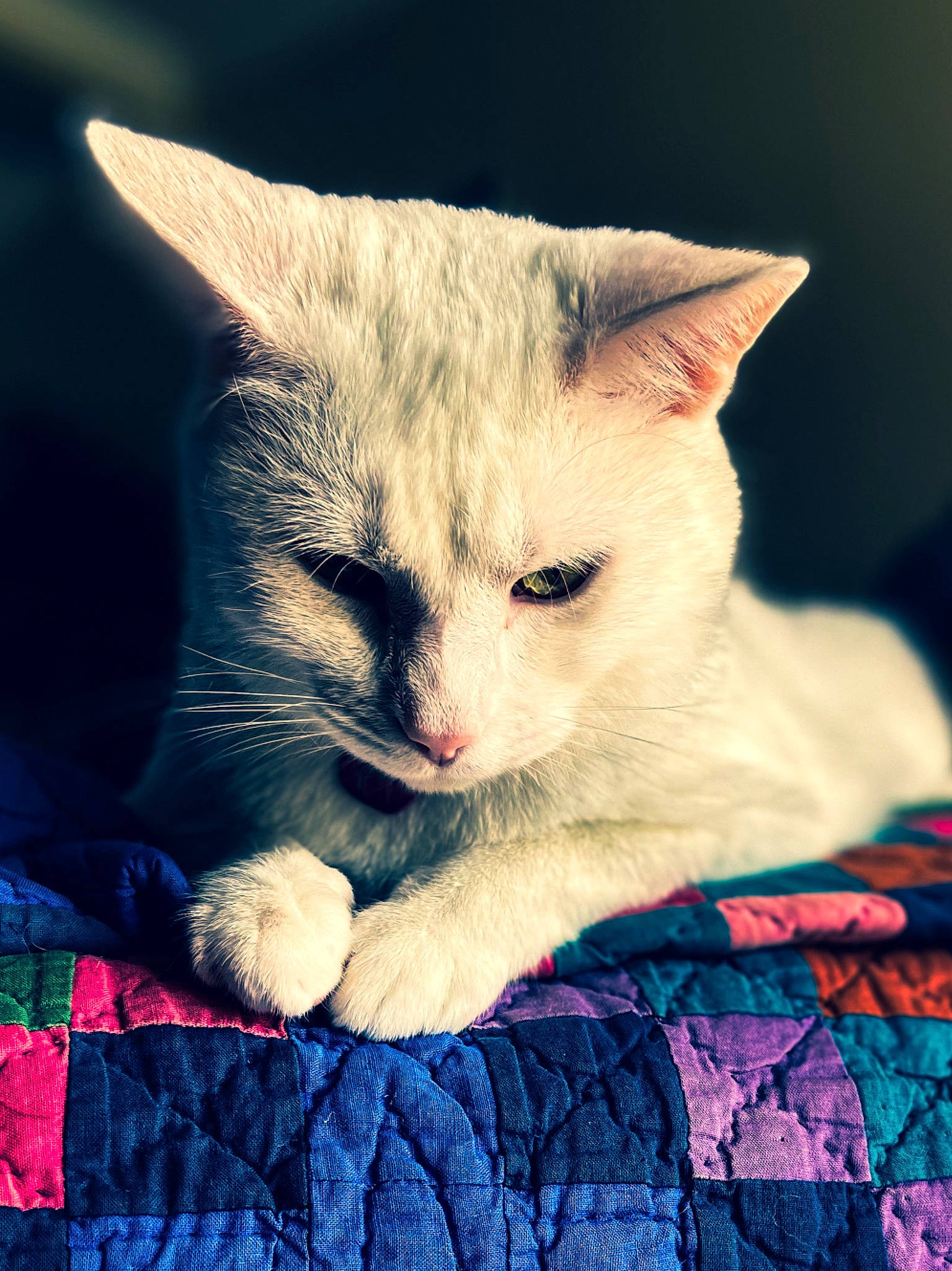 Pika is registered to the contest to win money with this photo: art, blue, carnivore, cat, claw, comfort, domestic_short_haired_cat, electric_blue, felidae, fur, linens, nap, pattern, paw, sleep, small_to_medium_sized_cats, snout, tail, textile, whiskers