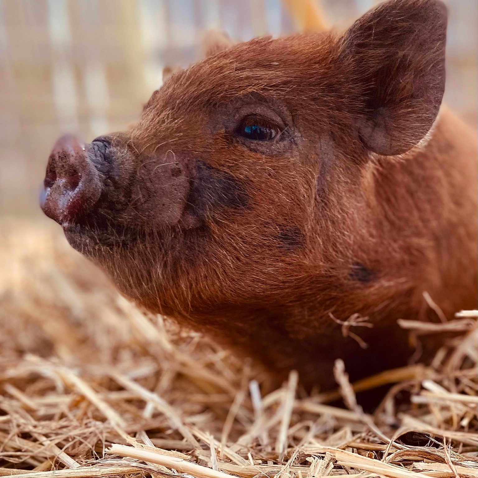 Wilbur is registered to the contest to win money with this photo: boar, domestic_pig, event, eye, fawn, field, fur, grass, grassland, hay, head, landscape, livestock, mammal, natural_material, snout, suidae, terrestrial_animal, vertebrate, wood