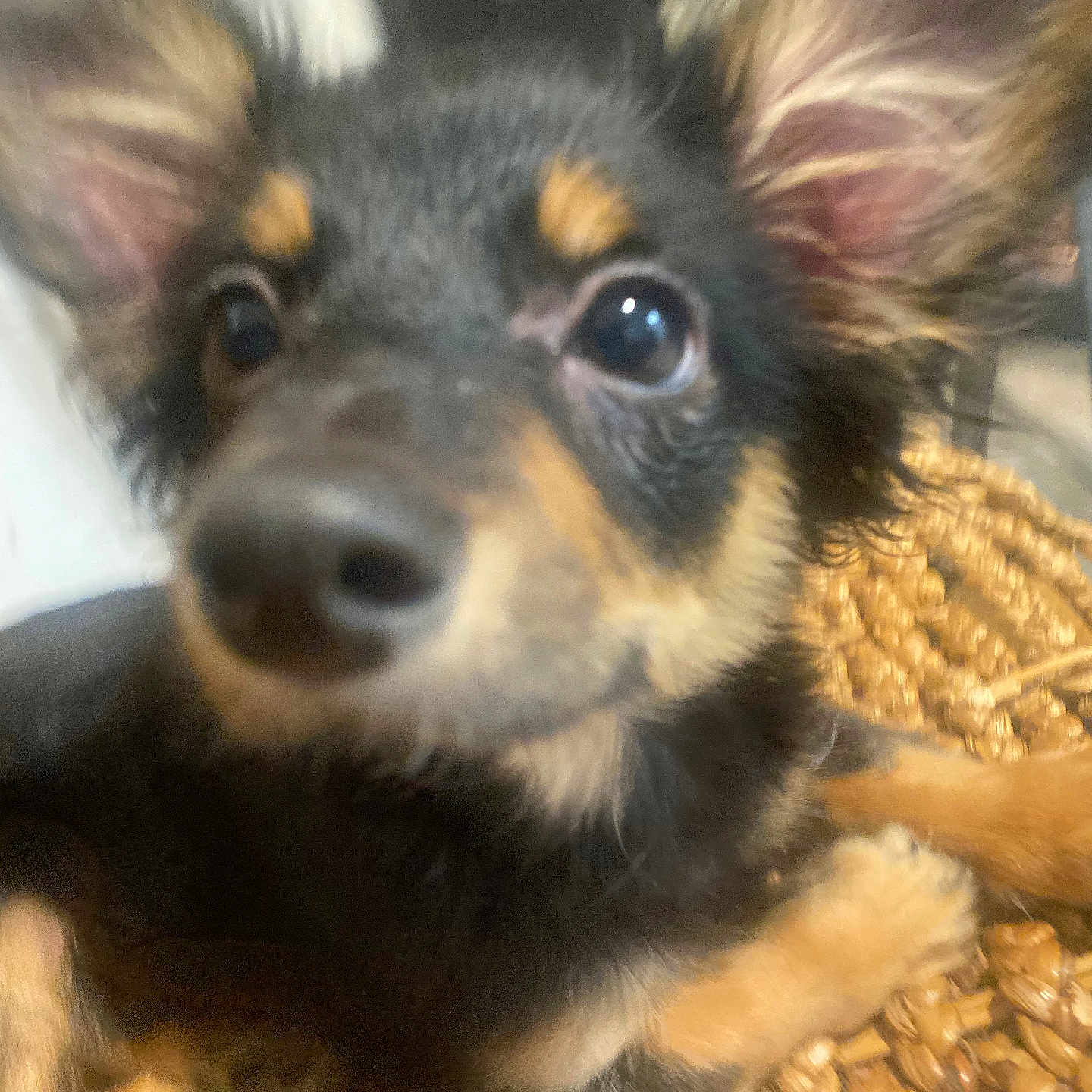 Baki is registered to the contest to win money with this photo: animal, ball, basket, canine, chihuahua, cockerspaniel, coyote, dog, germanshepherd, hound, husky, papillon, pet, puppy, snout, sport, tennis, tennisball, terrier