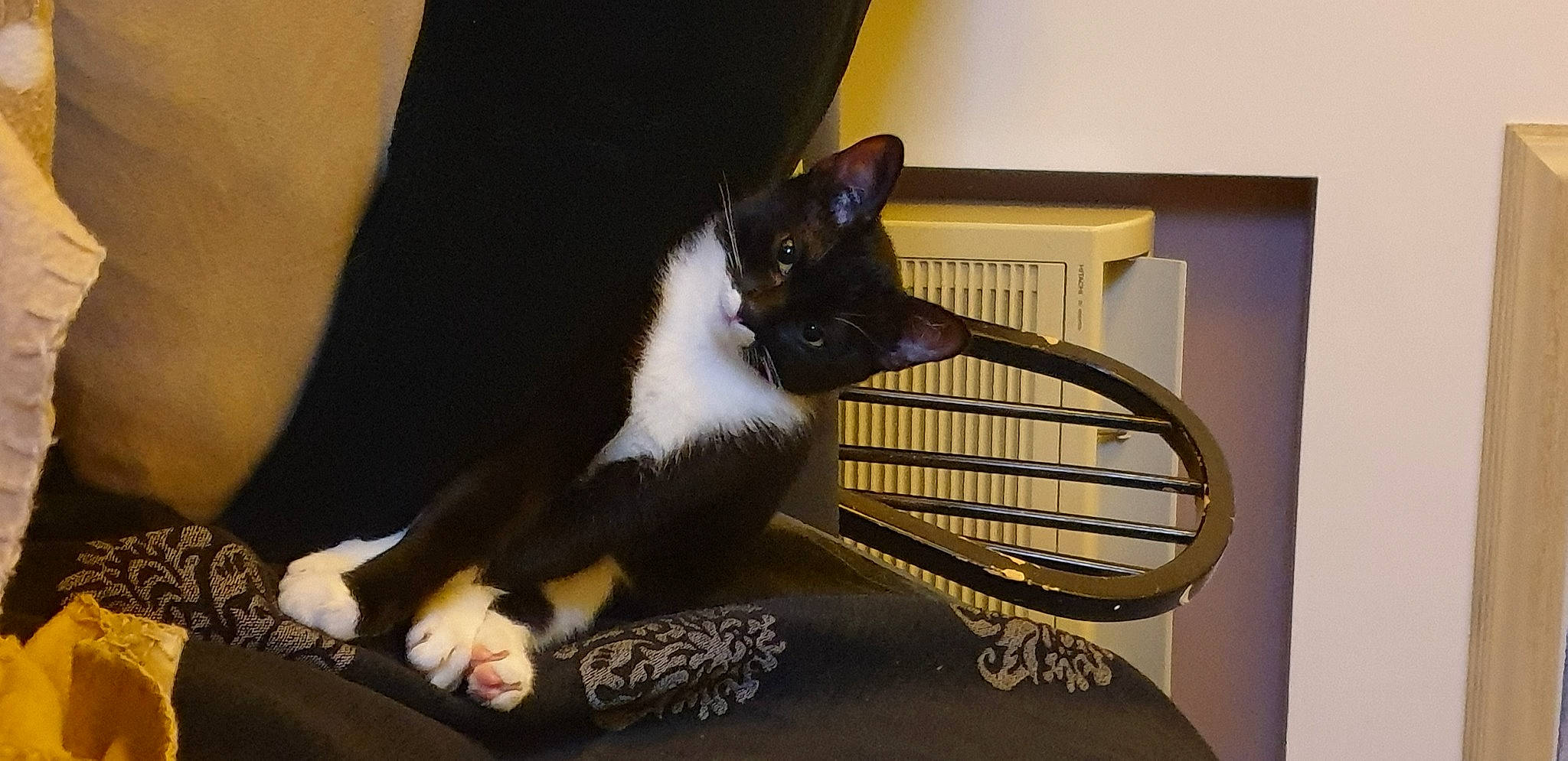 Clyde participe au concours pour gagner de l'argent avec cette photo : black_cat, carnivore, cat, comfort, domestic_short_haired_cat, felidae, flooring, foot, fur, human_leg, lap, leg, paw, pet_supply, room, sitting, small_to_medium_sized_cats, sports_equipment, tail, whiskers