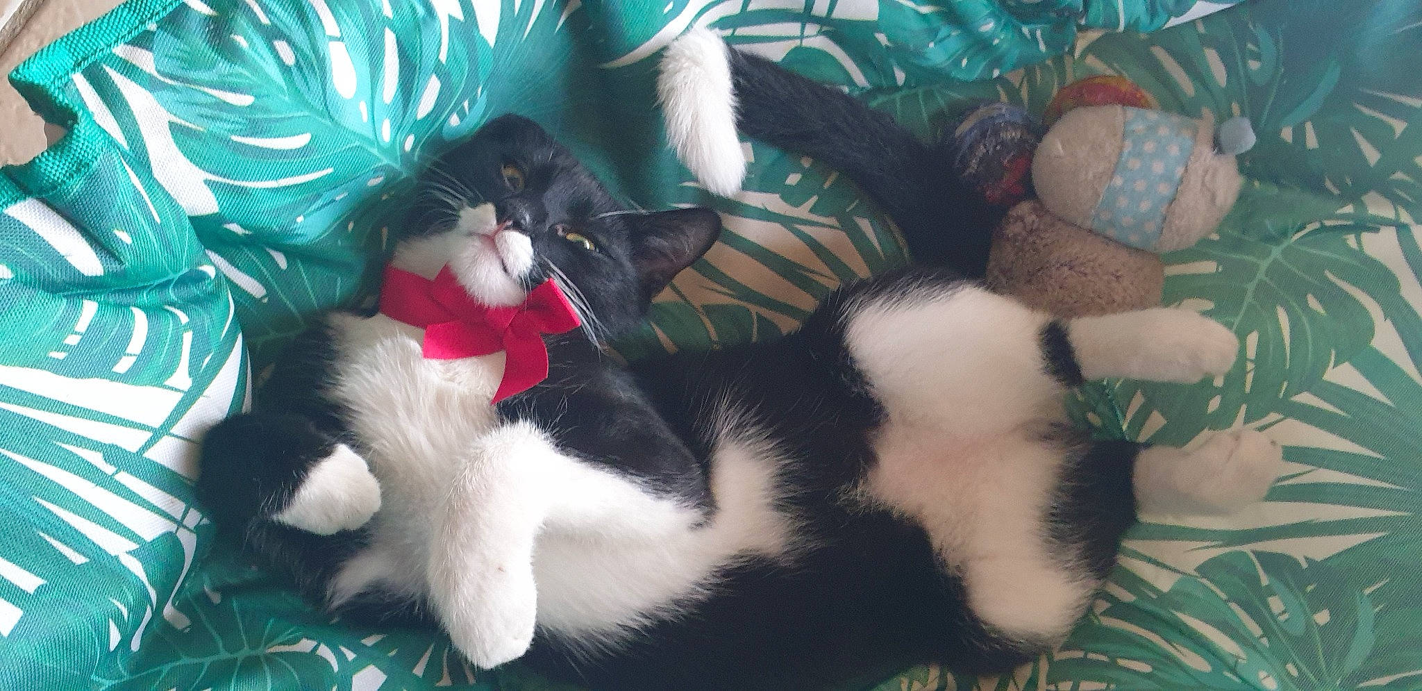 Clyde participe au concours pour gagner de l'argent avec cette photo : carmine, carnivore, cat, christmas_ornament, comfort, domestic_short_haired_cat, event, fawn, felidae, fur, hat, holiday, lap, mammal, small_to_medium_sized_cats, snout, stuffed_toy, tail, toy, whiskers