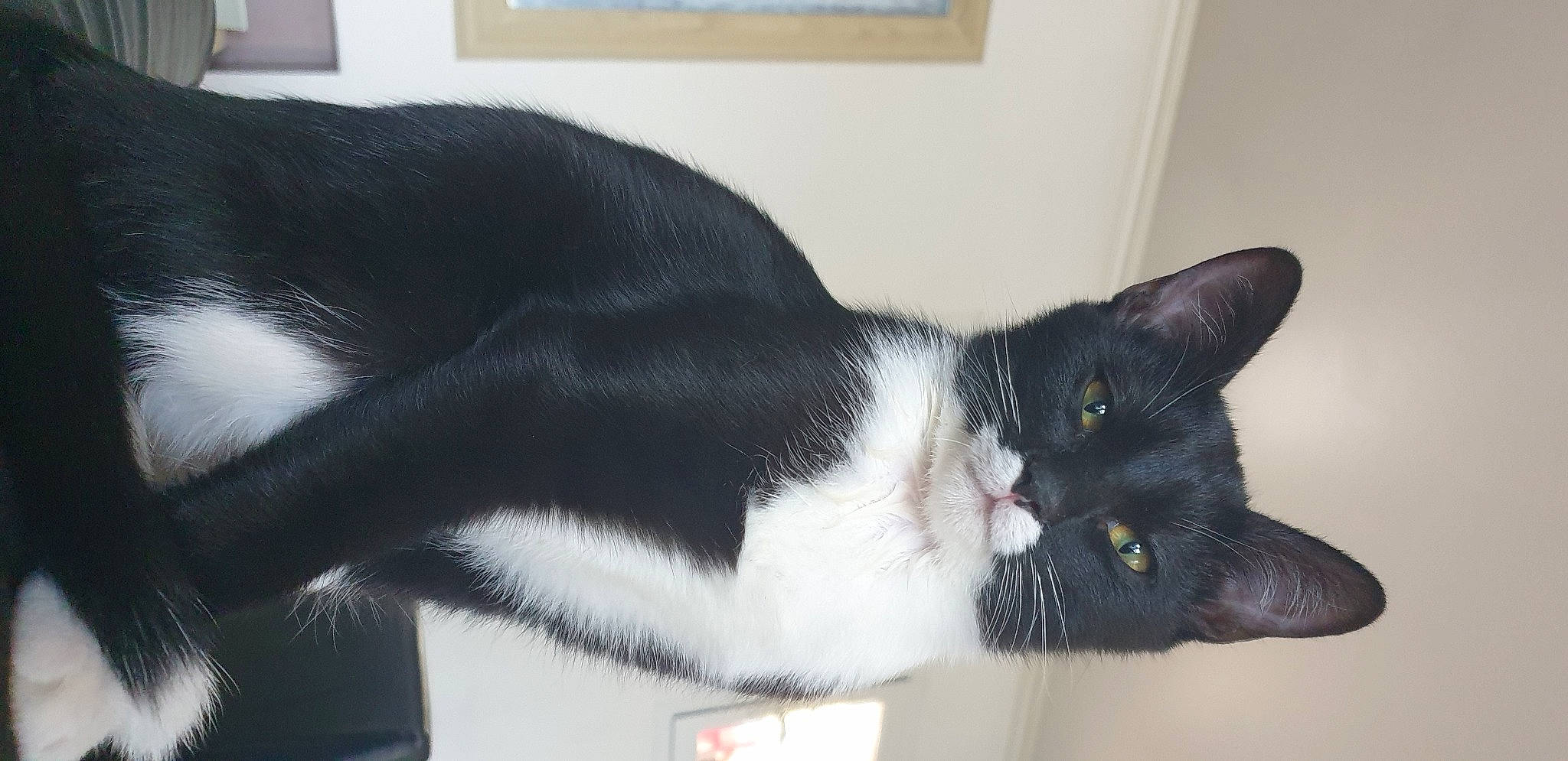 Clyde participe au concours pour gagner de l'argent avec cette photo : carnivore, cat, cat_supply, comfort, domestic_short_haired_cat, felidae, fur, picture_frame, small_to_medium_sized_cats, snout, tail, terrestrial_animal, whiskers, window