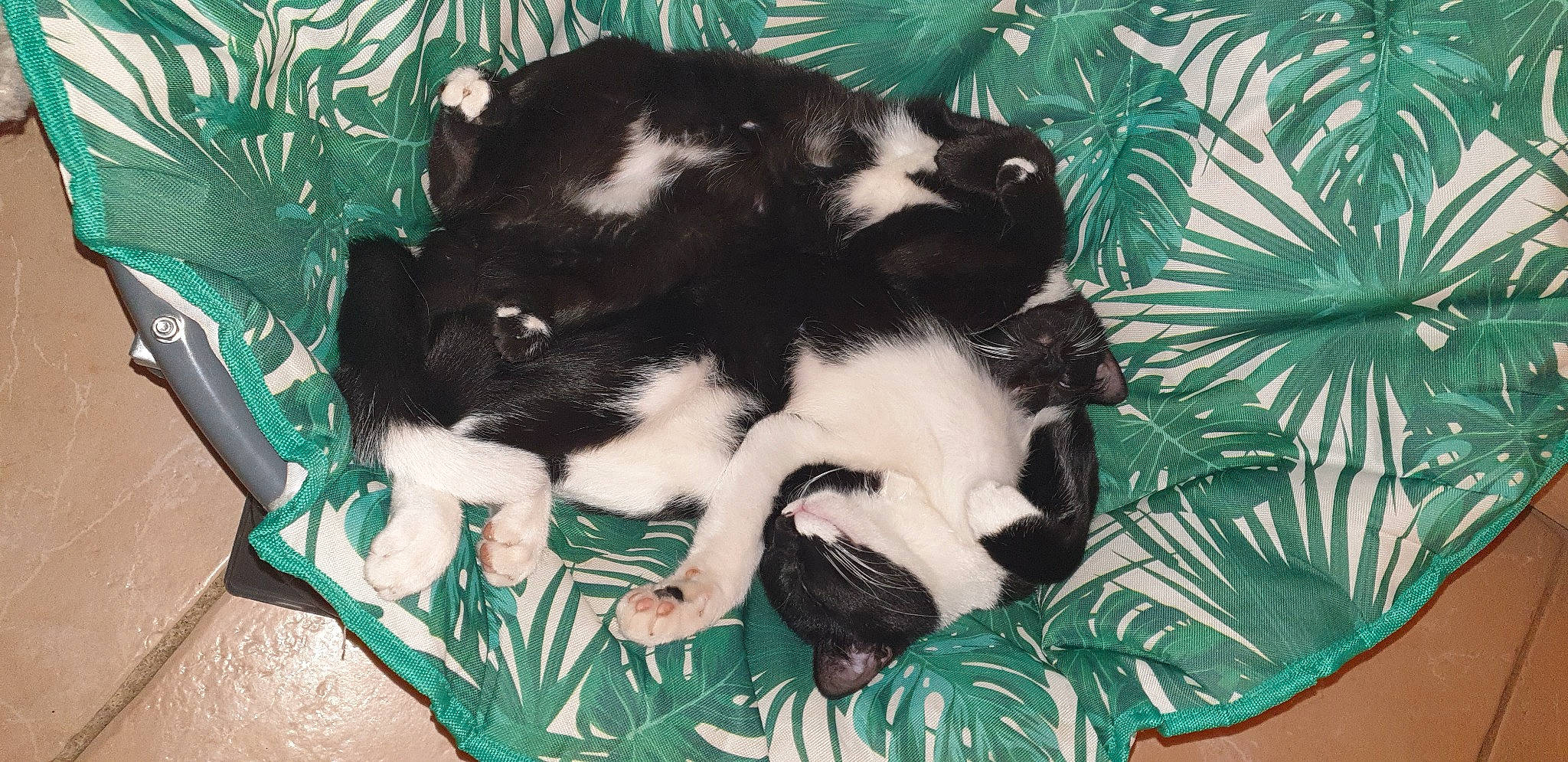 Clyde a rejoint le concours — aidez-le/la à gagner de superbes lots ! canidae, carnivore, cat, cat_supply, claw, comfort, companion_dog, dog_breed, felidae, fur, grass, green, nap, paw, small_to_medium_sized_cats, snout, sporting_group, tail, terrestrial_animal, whiskers