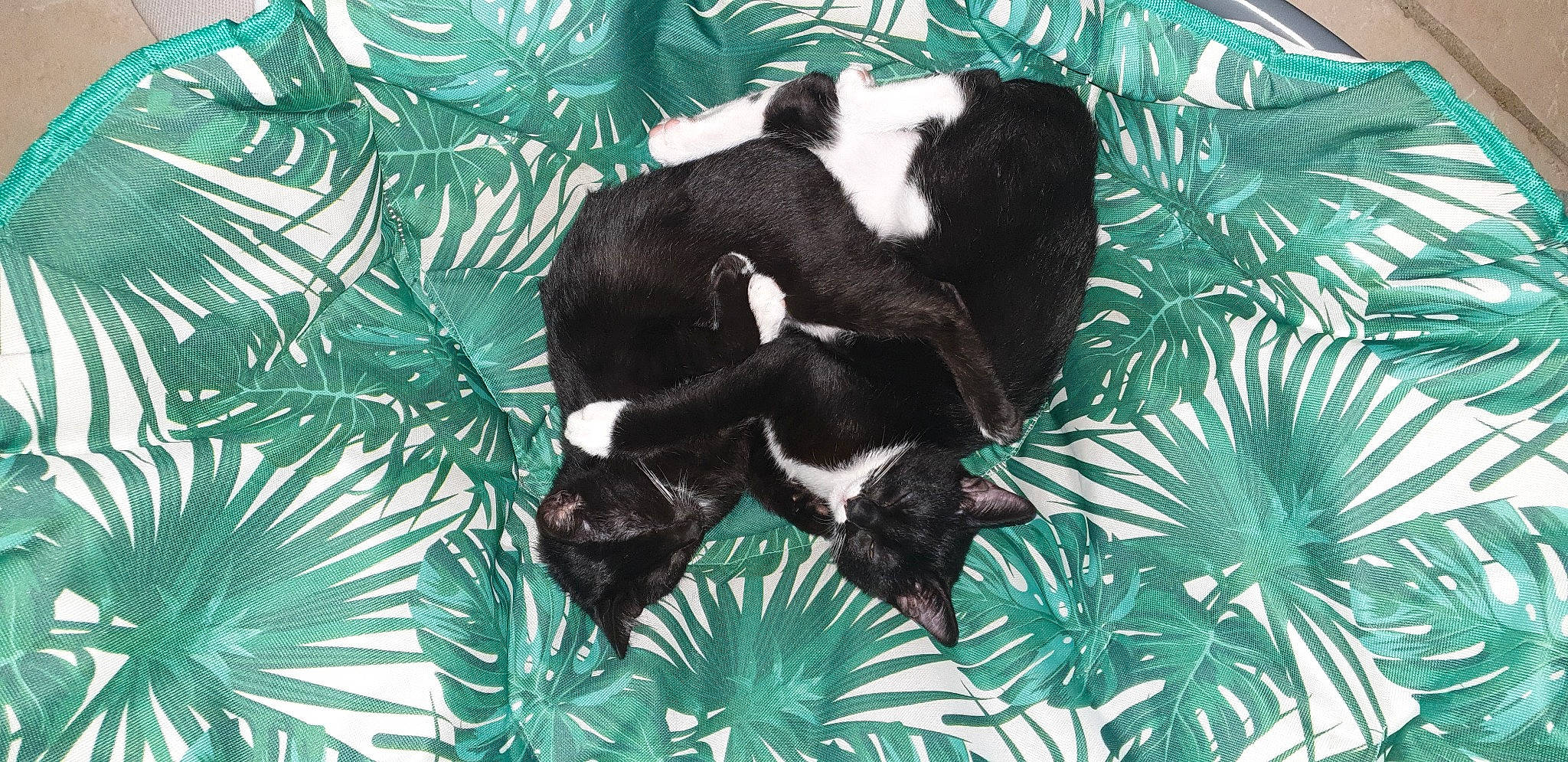 Clyde participe au concours pour gagner de l'argent avec cette photo : carnivore, cat_supply, claw, comfort, conifer, dog_breed, felidae, fur, grass, green, organism, pattern, plant, small_to_medium_sized_cats, snout, tail, terrestrial_animal, terrestrial_plant, whiskers, wildlife