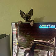 Reynolds Amy is registered to the contest to win money with this photo: animal, beige_wall, cat, curious, ears, feline, gaming, hands, home, indoor, monitor, peeking, pet, screen, shadow, sphynx_cat, technology, television, video_game, wall