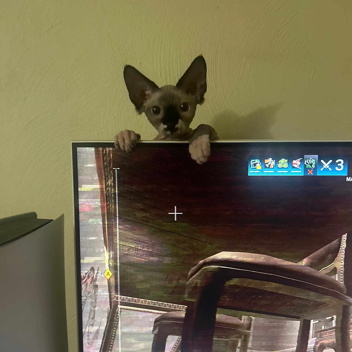 Reynolds Amy is registered to the contest to win money with this photo: animal, beige_wall, cat, curious, ears, feline, gaming, hands, home, indoor, monitor, peeking, pet, screen, shadow, sphynx_cat, technology, television, video_game, wall
