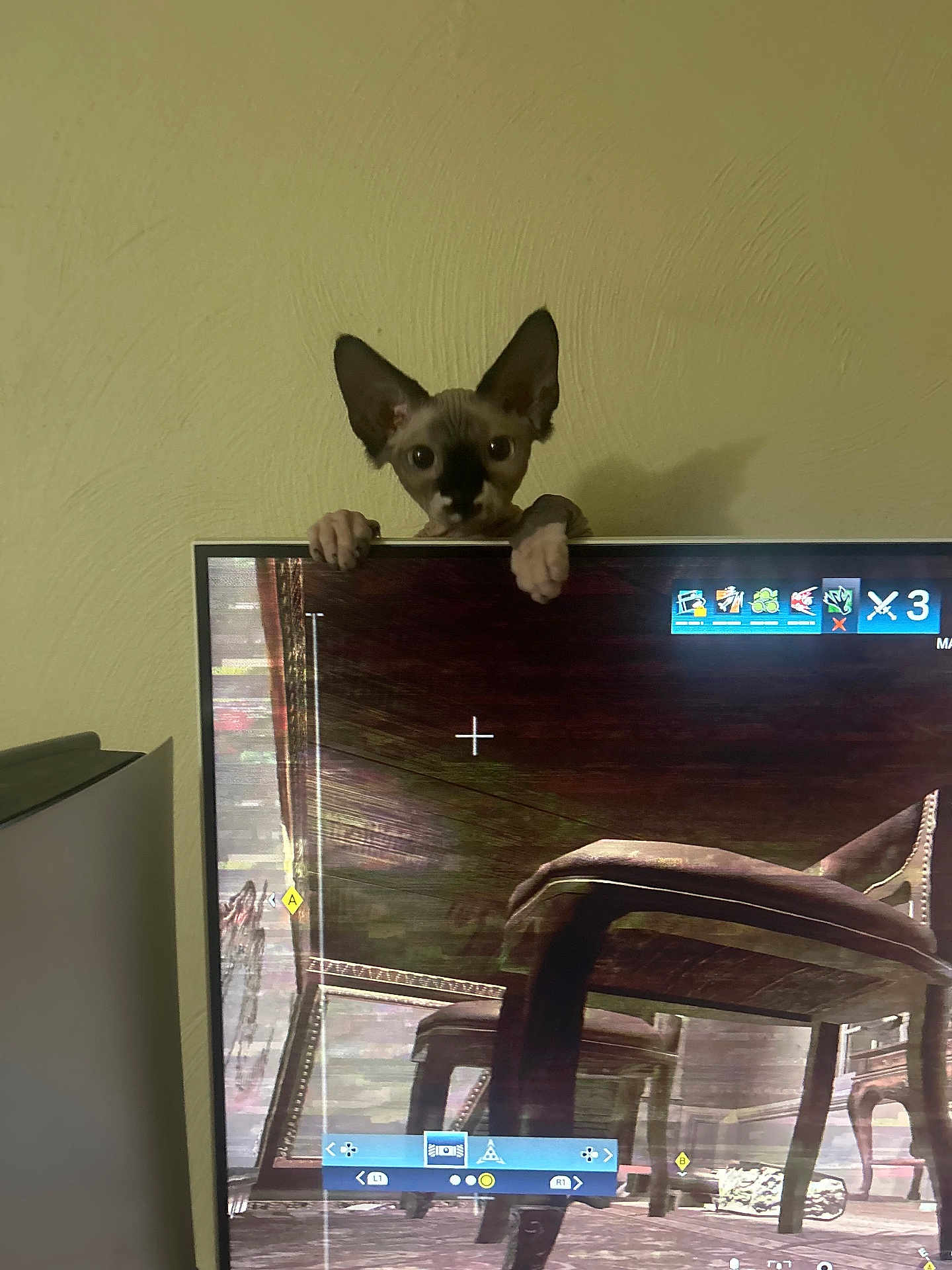 Reynolds Amy is registered to the contest to win money with this photo: animal, beige_wall, cat, curious, ears, feline, gaming, hands, home, indoor, monitor, peeking, pet, screen, shadow, sphynx_cat, technology, television, video_game, wall