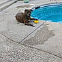 animal, backyard, brindle, canine, concrete, daytime, dog, fence, outdoor, pet, plants, pool, potted_plant, relaxed, resting, summer, toy, water, wet_surface, yellow_toy