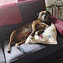 animal, brindle, canine, comfort, couch, cozy, decor, dog, domestic, floral, furniture, home, indoor, laying, living_room, paw, pet, pillow, relaxed, resting