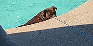 Kerry Rose joined the competition — help win amazing prizes! animal, backyard, brindle, concrete, curious, daytime, dog, edge, leisure, outdoor, pet, pool, relaxation, shade, shy, sidewalk, summer, sunlight, swimming_pool, water