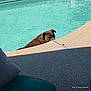 animal, backyard, brindle, concrete, curious, daytime, dog, edge, leisure, outdoor, pet, pool, relaxation, shade, shy, sidewalk, summer, sunlight, swimming_pool, water