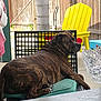 animal, backyard, brindle, canine, chair, cushion, daylight, dog, fence, furniture, glass_bowl, outdoor, pet, relaxed, resting, summer, sunlight, table, wood, yellow_chair