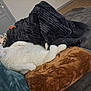 Olaf participe au concours pour gagner de l'argent avec cette photo : cat, white_cat, sleeping, pillow, blanket, couch, person, indoor, cozy, fur, resting, home, relaxation, furniture, domestic, animal, pet, soft_texture, comfort, living_room