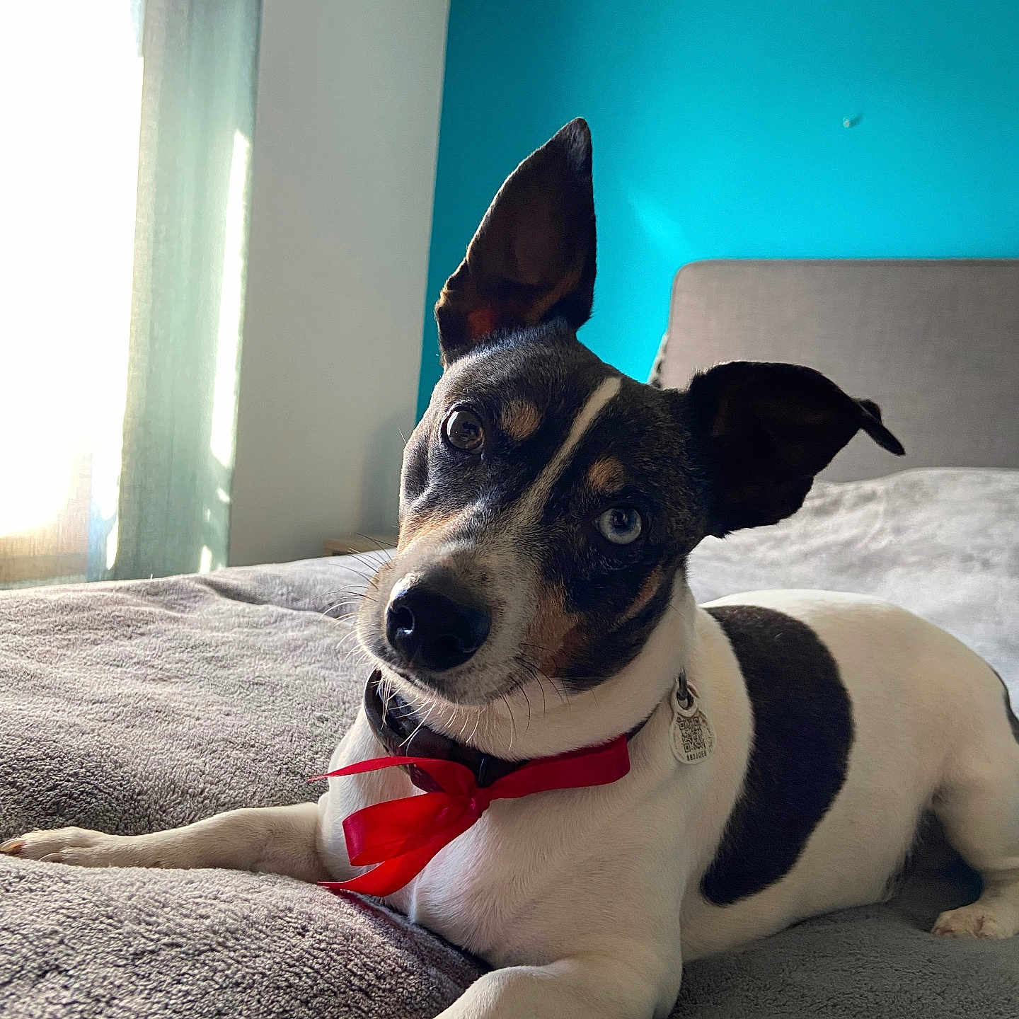 Rocky participe au concours pour gagner de l'argent avec cette photo : accessories, animal, ball, bed, bedroom, bulldog, canine, dog, face, furniture, head, hound, indoors, interiordesign, pet, puppy, room, sport, tennis, tennisball