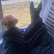 Mocha is registered to the contest to win money with this photo: dog, two_dogs, blanket, window, looking_out, curly_fur, black_fur, ears, indoors, daylight, screen, red_vehicle, grass, pet, cozy, side_by_side, snug, fur_texture, quiet, curious