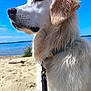 Snoop participe au concours pour gagner de l'argent avec cette photo : dog, golden_retriever, beach, sand, water, sky, clouds, leash, wet_fur, outdoor, nature, pet, animal, summer, sunny, portrait, calm, side_view, daytime, serene