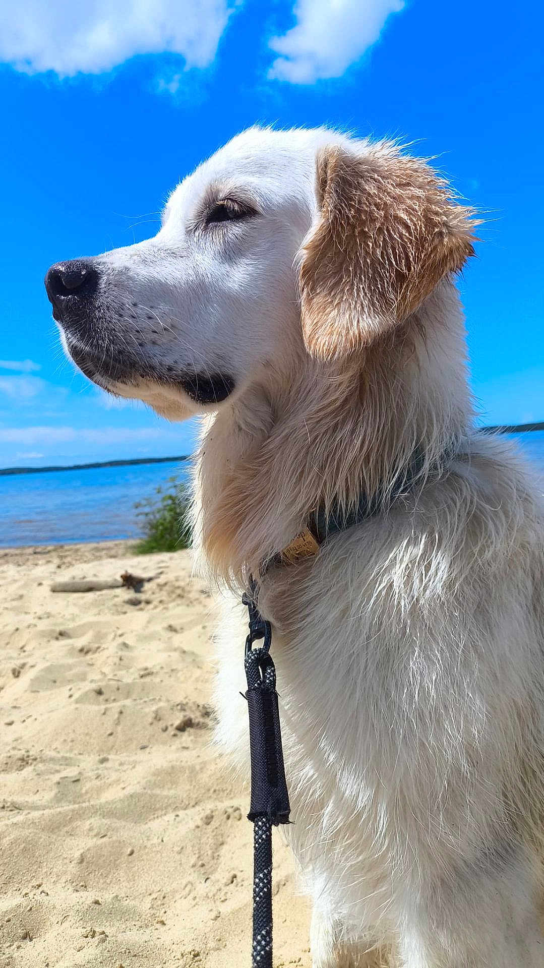 Snoop participe au concours pour gagner de l'argent avec cette photo : dog, golden_retriever, beach, sand, water, sky, clouds, leash, wet_fur, outdoor, nature, pet, animal, summer, sunny, portrait, calm, side_view, daytime, serene