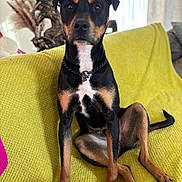 Paulie joined the competition — help win amazing prizes! animal, black_and_tan, canine, chain_collar, comfortable, couch, decorative_sculpture, dog, domestic, feathers, furniture, indoor, looking_at_camera, paw, pet, portrait, relaxed, sitting, tail, yellow_blanket