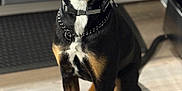 Paulie is registered to the contest to win money with this photo: alert, animal, black_and_tan, canine, chain_collar, collar, dog, domestic_animal, ears, eyes, floor, front_legs, fur, hind_legs, indoor, kitchen, pet, sitting, tail, wooden_floor
