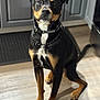 alert, animal, black_and_tan, canine, chain_collar, collar, dog, domestic_animal, ears, eyes, floor, front_legs, fur, hind_legs, indoor, kitchen, pet, sitting, tail, wooden_floor
