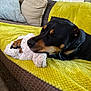 Paulie is registered to the contest to win money with this photo: black_and_tan, blanket, canine, comfort, couch, cozy, dog, domestic_animal, ear, fur, home, indoor, nap, paw, pet, relaxing, resting, sleeping, snout, toy