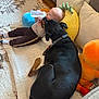 Paulie joined the competition — help win amazing prizes! baby, black_dog, blanket, bottle, carpet, child, comfort, couch, cozy, dog, feeding, floor, indoor, lying_down, pillow, plush_toy, relaxing, snuggling, sofa, toy