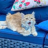 animal, blue_cushion, bow_tie, cat, close_up, cushion, cute, decorative_pillow, feline, fluffy, indoor, kitten, orange_cat, pet, pillow, relaxed, resting, strawberry_pattern, wicker_furniture, yawning