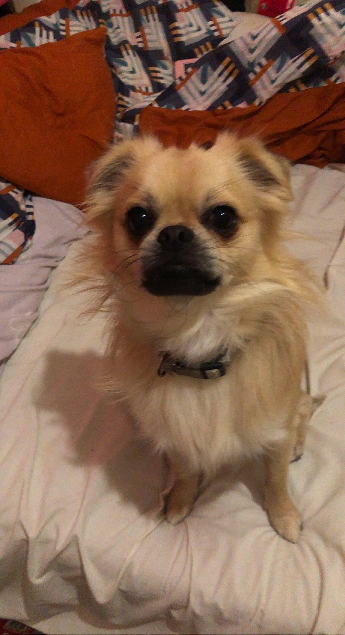 Chippy is registered to the contest to win money with this photo: canidae, carnivore, chihuahua, companion_dog, corgi_chihuahua, dog, dog_breed, dog_supply, fawn, firefighter, fur, pomeranian, small_terrier, snout, sporting_group, terrier, tibetan_spaniel, toy_dog, whiskers, working_animal