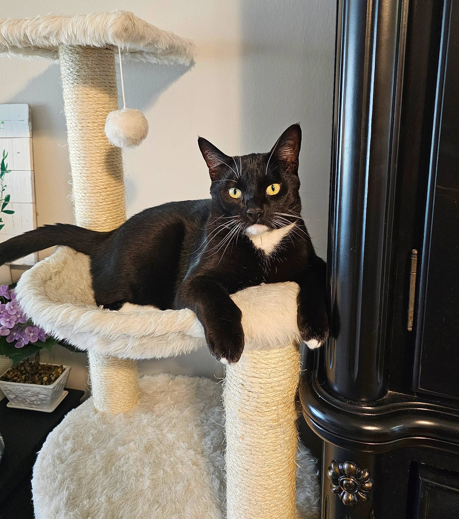 Howie is registered to the contest to win money with this photo: black_cat, bombay, carnivore, cat, cat_furniture, cat_supply, chair, comfort, domestic_short_haired_cat, felidae, fur, houseplant, pet_supply, plant, shelf, sitting, small_to_medium_sized_cats, tail, whiskers, window
