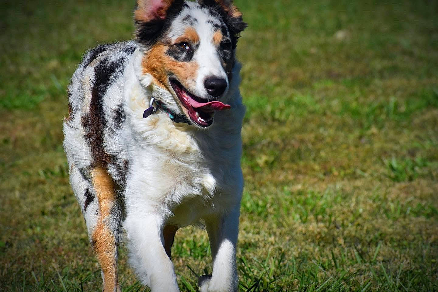 Mika joined the competition — help win amazing prizes! canidae, carnivore, collar, companion_dog, dog, dog_breed, grass, herding_dog, hunting_dog, plant, snout, sporting_group, tail, terrestrial_animal, working_dog