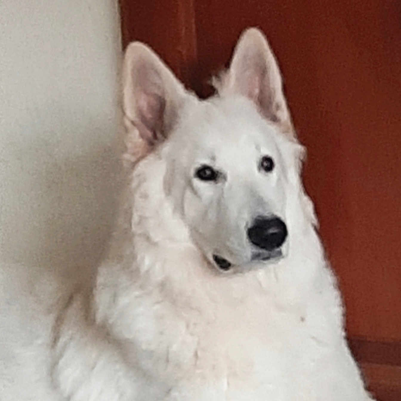 Ti Amo