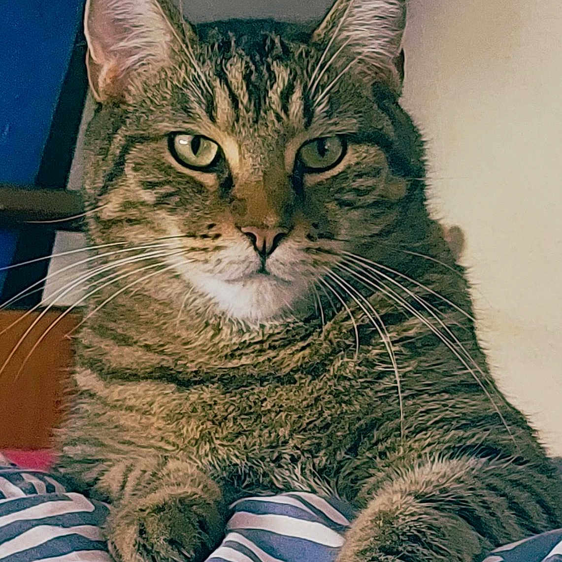 Simba a rejoint le concours — aidez-le/la à gagner de superbes lots ! abyssinian, angora, animal, bed, blanket, cat, cushion, egyptiancat, furniture, homedecor, kitten, manx, person, pet, sleeping