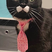 Lanna is registered to the contest to win money with this photo: cat, black_cat, white_paws, white_mustache, pink_tie, pet, indoor, green_eyes, feline, whiskers, curious, close_up, portrait, domestic_animal, sitting, paw, tie, furniture, home, cute