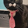 cat, black_cat, white_paws, white_mustache, pink_tie, pet, indoor, green_eyes, feline, whiskers, curious, close_up, portrait, domestic_animal, sitting, paw, tie, furniture, home, cute