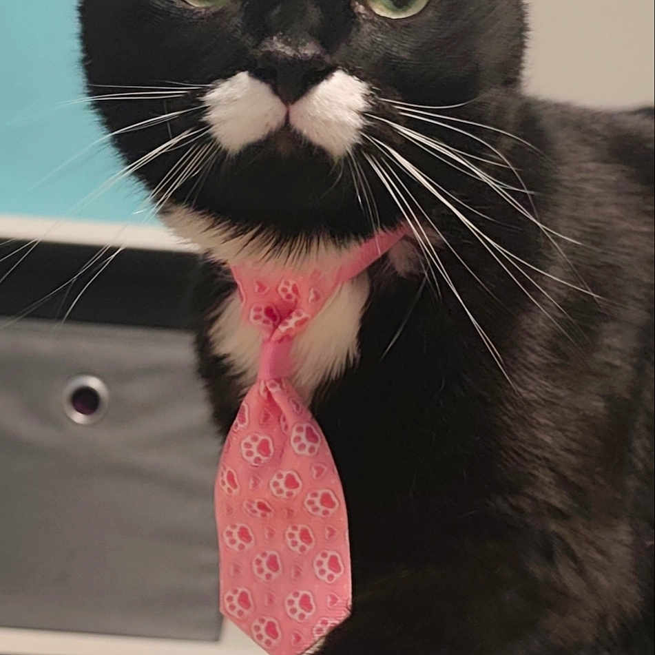 Lanna is registered to the contest to win money with this photo: cat, black_cat, white_paws, white_mustache, pink_tie, pet, indoor, green_eyes, feline, whiskers, curious, close_up, portrait, domestic_animal, sitting, paw, tie, furniture, home, cute