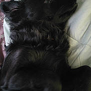 Mello is registered to the contest to win money with this photo: animal, bed, black_dog, blanket, canine, closeup, comfort, cozy, cute, dog, domestic_animal, fur, fur_texture, indoor, lying_down, pet, portrait, relaxed, resting, sleepy