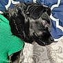 Mello is registered to the contest to win money with this photo: dog, black_dog, sweater, green_sweater, lying_down, bed, blanket, pillow, indoor, pet, animal, resting, fur, canine, side_view, calm, cute, domestic_animal, close_up, portrait