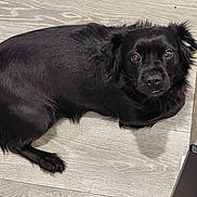 Mello is registered to the contest to win money with this photo: dog, black_dog, pet, animal, lying_down, floor, wooden_floor, indoor, fur, canine, looking_up, curious, paw, ears, snout, companion, cute, domestic_animal, relaxed, friendly