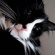 Scarface is registered to the contest to win money with this photo: animal, black_and_white, calm, cat, close_up, cute, domestic_animal, eyes, face, feline, fur, indoor, long_hair, looking_away, mammal, pet, pink_nose, portrait, soft, whiskers