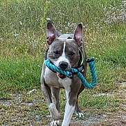 Niko joined the competition — help win amazing prizes! dog, outdoor, grass, rope_toy, playful, animal, pet, walking, nature, ears, brown, white, canine, focus, active, daylight, ground, fur, snout, collar