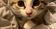 Pompey is registered to the contest to win money with this photo: kitten, cat, animal, pet, cute, fur, whiskers, ears, bed, blanket, cozy, indoor, closeup, looking, young, domestic, feline, sleepy, resting, soft