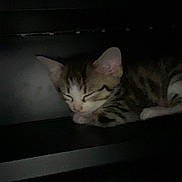 Pompey is registered to the contest to win money with this photo: kitten, sleeping, cat, dark, shadows, cozy, quiet, resting, fur, small, animal, indoor, peaceful, cute, pet, tabby, relaxed, closeup, young, calm