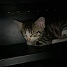 kitten, sleeping, cat, dark, shadows, cozy, quiet, resting, fur, small, animal, indoor, peaceful, cute, pet, tabby, relaxed, closeup, young, calm