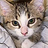 kitten, cat, close_up, pet, animal, feline, cute, green_eyes, whiskers, ears, fur, bed, blanket, soft, cozy, resting, indoor, young, adorable, sleepy