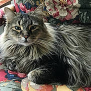 Izzy is registered to the contest to win money with this photo: cat, long_hair, tabby, animal, pet, feline, indoor, resting, chair, floral_pattern, upholstery, couch, fur, whiskers, ears, eyes, relaxed, home, window, daylight
