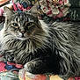 cat, long_hair, tabby, animal, pet, feline, indoor, resting, chair, floral_pattern, upholstery, couch, fur, whiskers, ears, eyes, relaxed, home, window, daylight