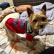 Milo joined the competition — help win amazing prizes! dog, yorkshire_terrier, pet, small_dog, long_hair, brown_fur, red_outfit, harness, bed, bedroom, blanket, pillows, indoors, portrait, standing, looking_at_camera, cute, fashionable, animal, home