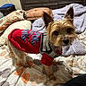 dog, yorkshire_terrier, pet, small_dog, long_hair, brown_fur, red_outfit, harness, bed, bedroom, blanket, pillows, indoors, portrait, standing, looking_at_camera, cute, fashionable, animal, home