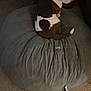 animal, beanbag, bulldog, canine, couch, dog, furniture, pet, pitbull, puppy